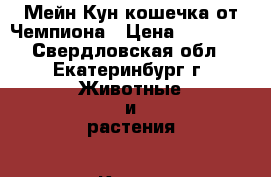 Мейн-Кун кошечка от Чемпиона › Цена ­ 10 000 - Свердловская обл., Екатеринбург г. Животные и растения » Кошки   . Свердловская обл.